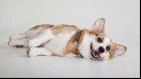 Corgi dog laying down