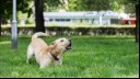 Dog playing in garden