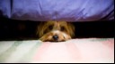 Dog hiding under bed