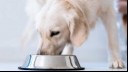 Dog eating from a food bowl 