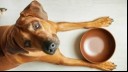 Dog lying next to an empty food bowl 