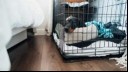 Small puppy laying in a crate 