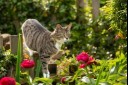 Cat outside in garden