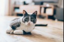 cat laying on floor 