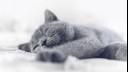 blue cat sleeping