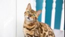 Bengal cat looking at the camera with a tilted head