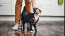 Cat walking between owner's legs while being petted.