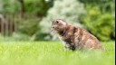 Cat sitting in grass