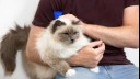 man holding fluffy cat