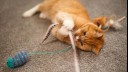 Ginger cat playing with a ribbon.