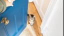 Cat waiting at door