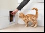 Cat being shown flap