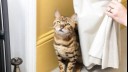 bengal cat hiding behind a curtain