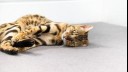 Bengal cat curling up on the floor