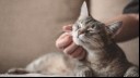 Grey cat enjoying a fuss by owner