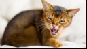 Abyssinian cat hissing