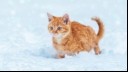 Ginger kitten walking in snow 