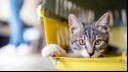 Grey cat lying in a cat carrier 