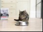 Cat drinking from bowl