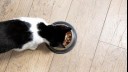 Black and white cat eating