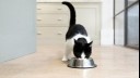 black and white cat eating from a food bowl