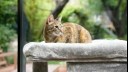 brown cat sitting in a cat bed