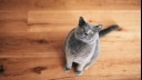 Cat sitting looking up waiting for food