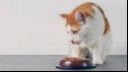 Cat eating from a bowl