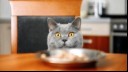 Cat looking at food