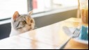 Cat looking at table