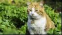 Is lettuce good for cats?