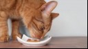 Cat eating 1