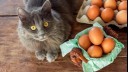 Cat with eggs