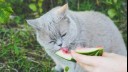 Cat eating watermelon