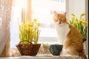 are daffodils poisonous to cats