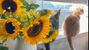 Cats sitting next to sunflowers