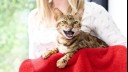 Cat meowing on red towel