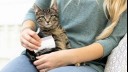 woman brushing kitten with white comb