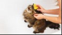 Brushing cat with flea comb