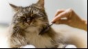 Cat being brushed with comb