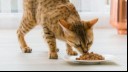 bengal cat eating wet food