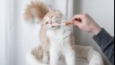 Brushing a cat's teeth