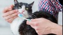 Cat with toothbrush