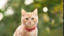Ginger cat with red collar and brown eyes.