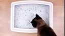 cat sniffing a litter box