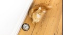 Fluffy ginger cat sitting by water bowl.