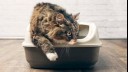 Cat using litter box.