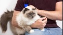 fluffy cat being stroked by a man