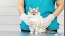 Cat sat at vet's table