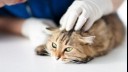 Cat examined at vets.